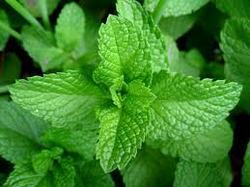  - Dried Mint