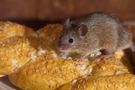  - Rats & Mice