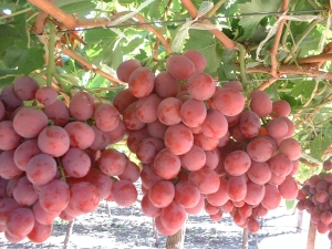  - Red Grape